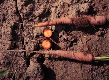Carrot roots infested with carrot root fly